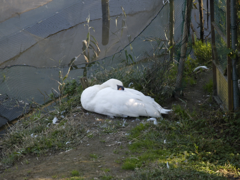 白鳥の昼寝