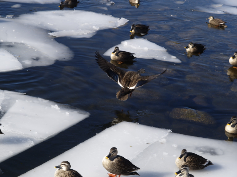 長野県：諏訪湖畔の鴨
